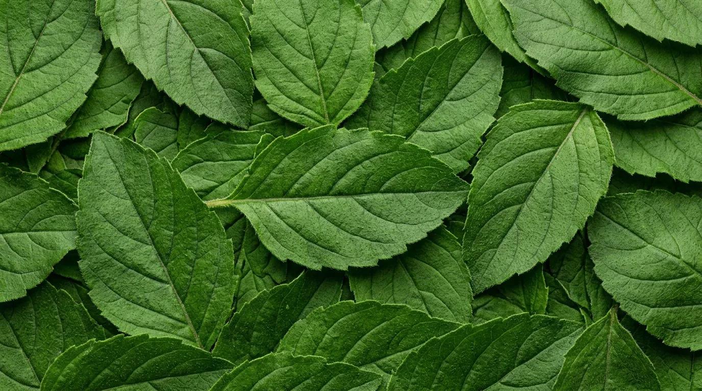 Holy Basil