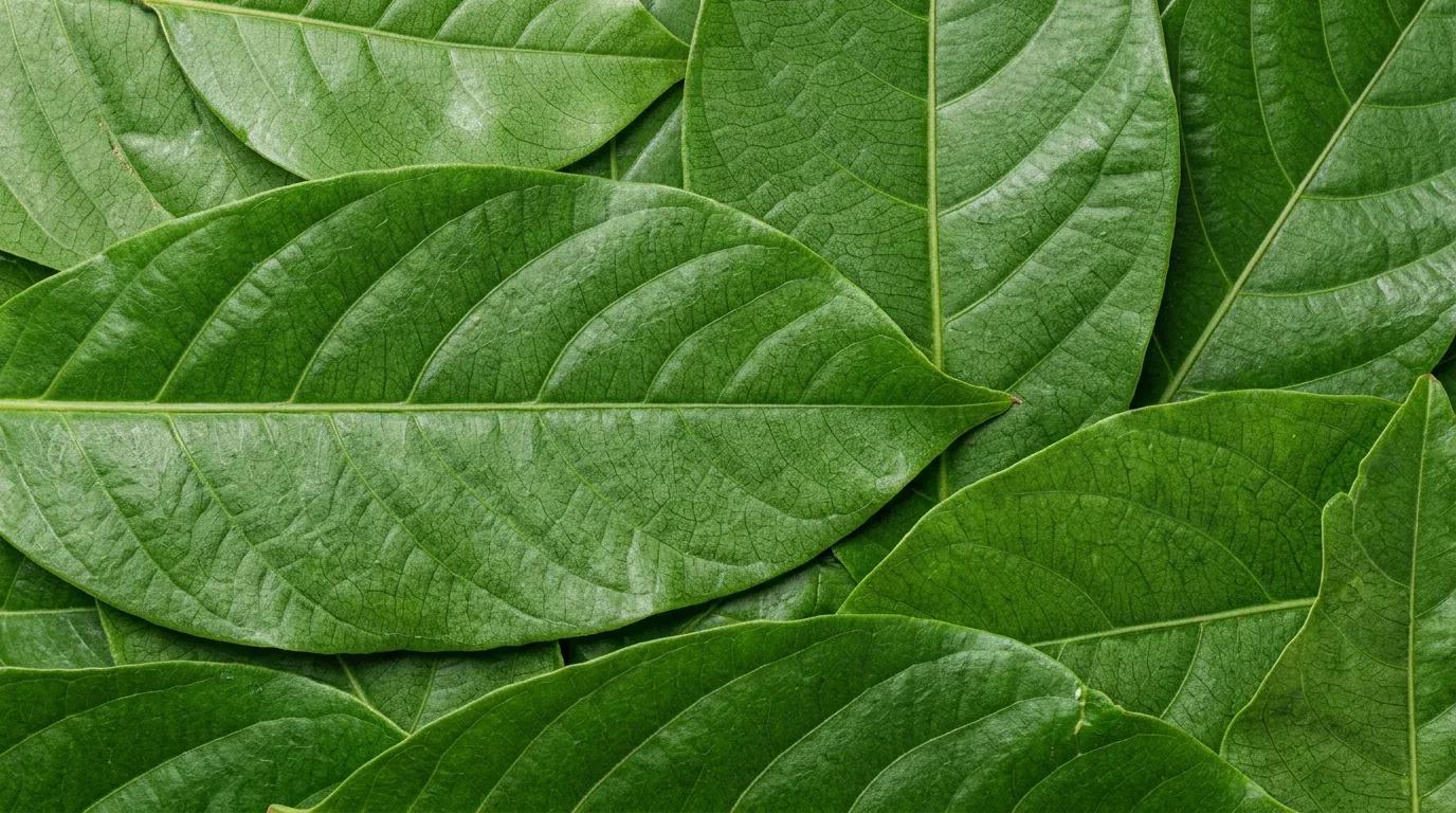 Banaba