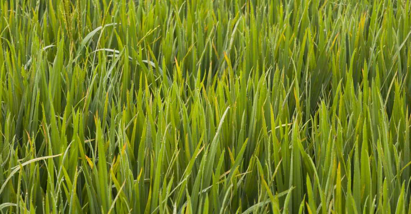 gras