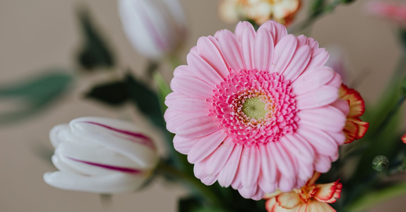 roze bloem met meer bloemen op de achtergrond
