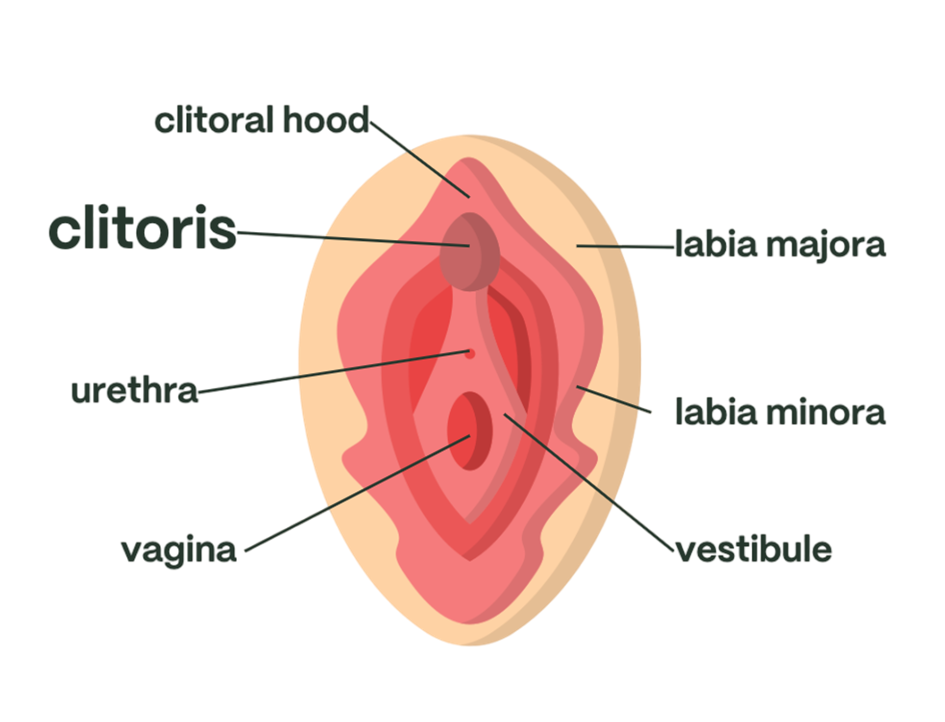 Vulva diagram