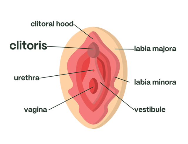 vulva