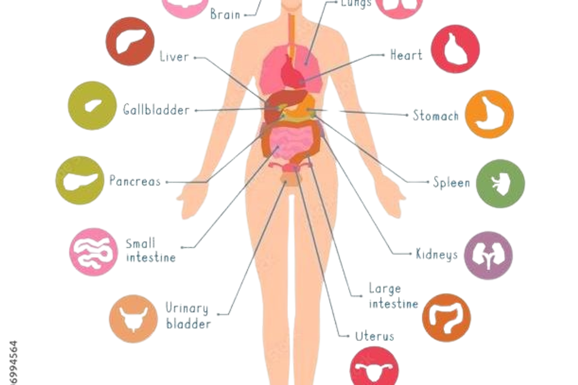 Female anatomy