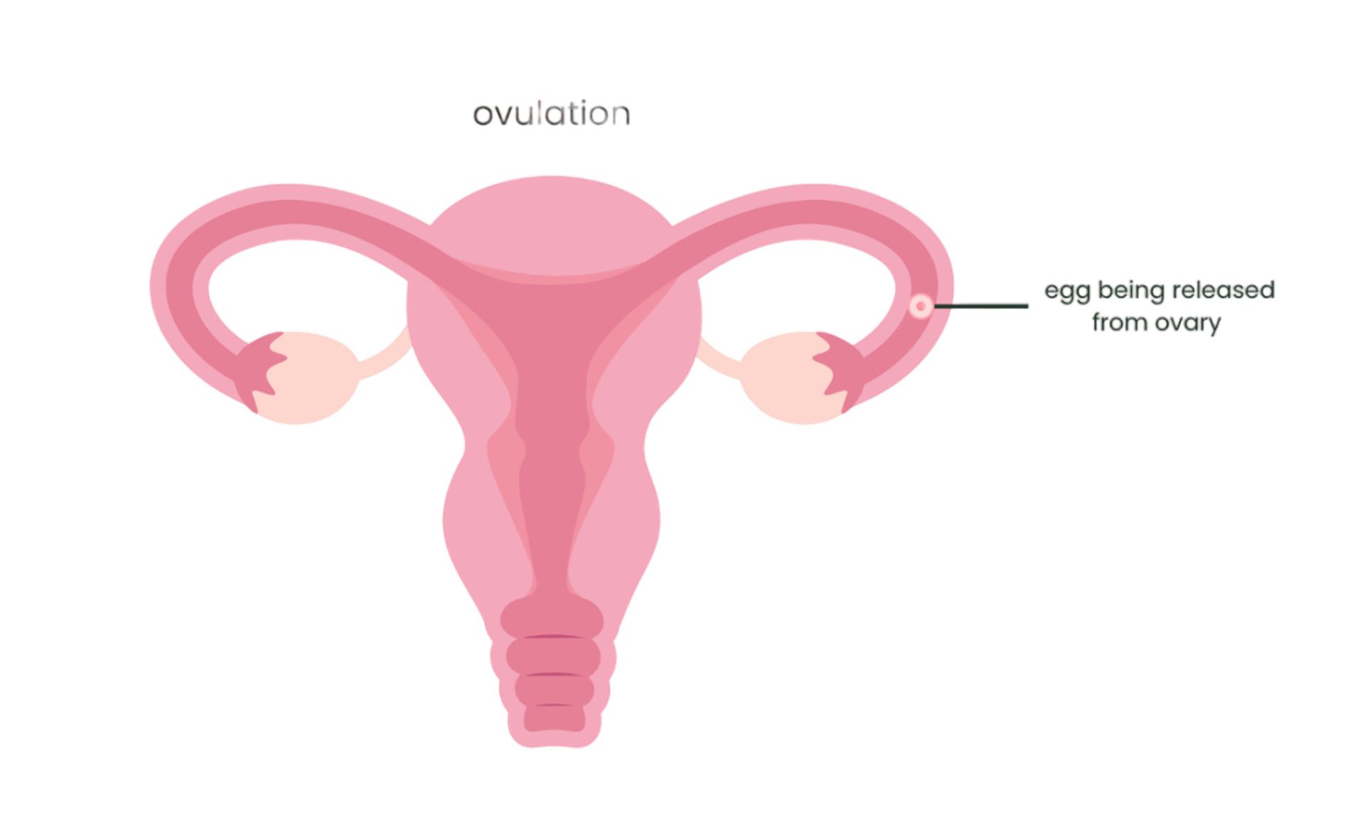 ovulation