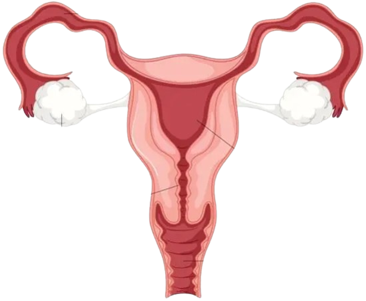 Female reproductive system anatomy