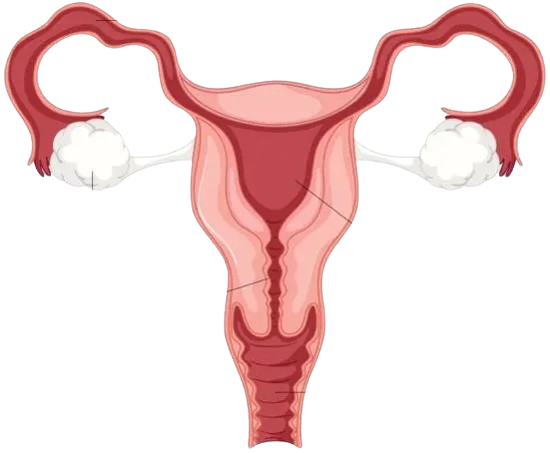 Female reproductive system anatomy