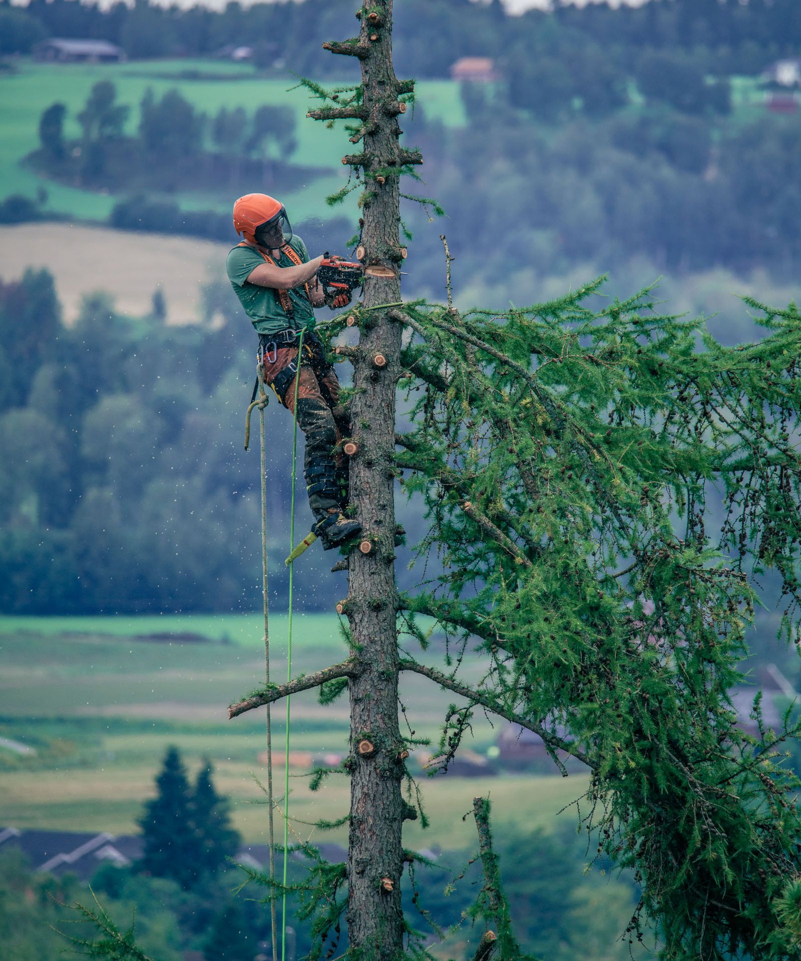 Portrett av mann som hogger stamme