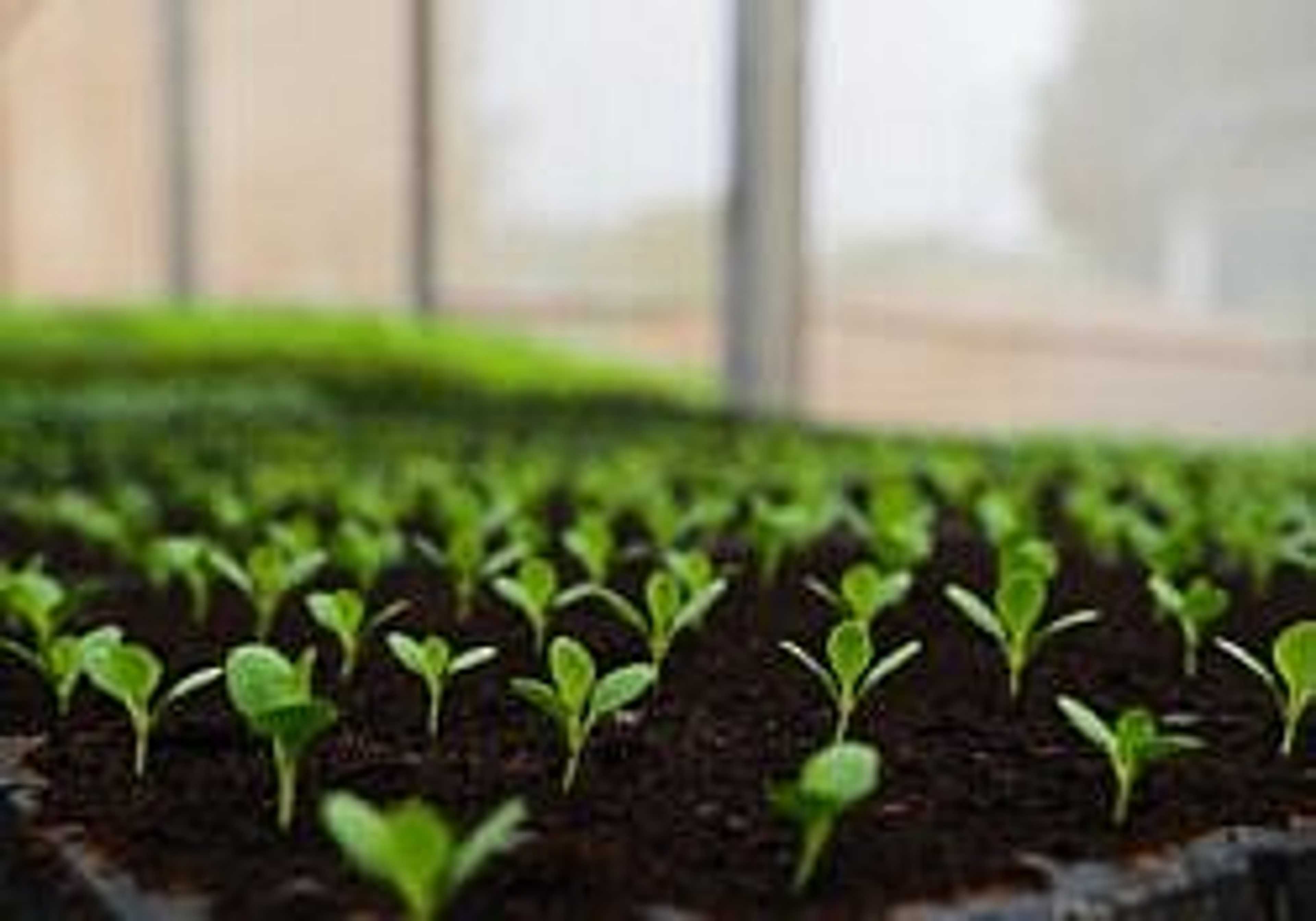 sprouts farm