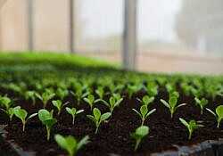 sprouts farm