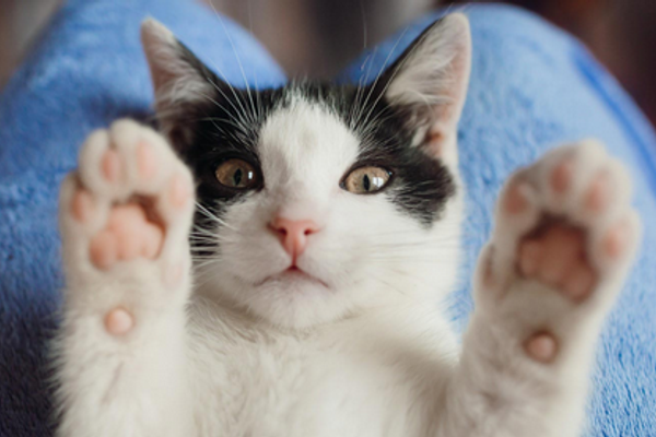 why is minecraft so enjoyable