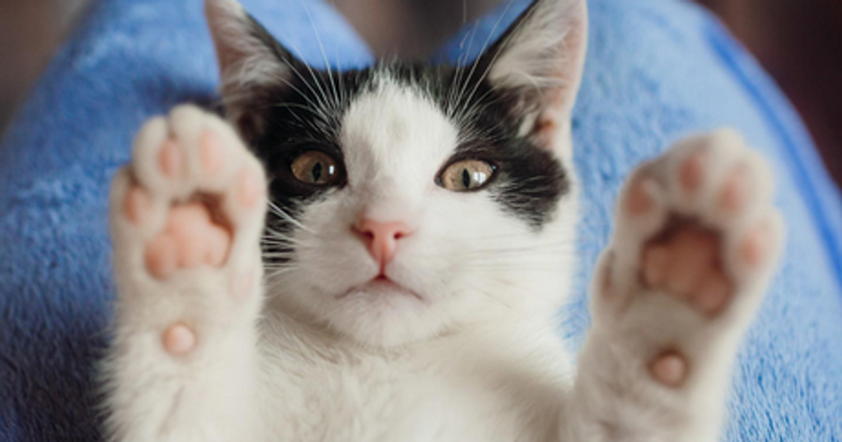 why is minecraft so enjoyable