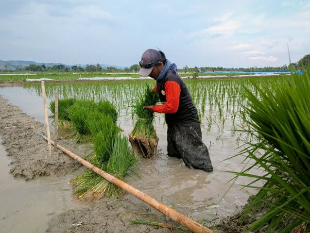 CarbonFarm Raises €7M to Cut Rice Methane