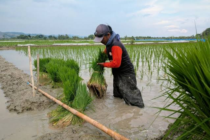 CarbonFarm Raises €7M to Cut Rice Methane