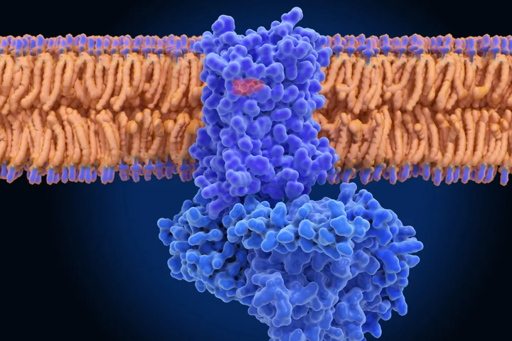 Superluminal Raises $60M for Obesity Drugs