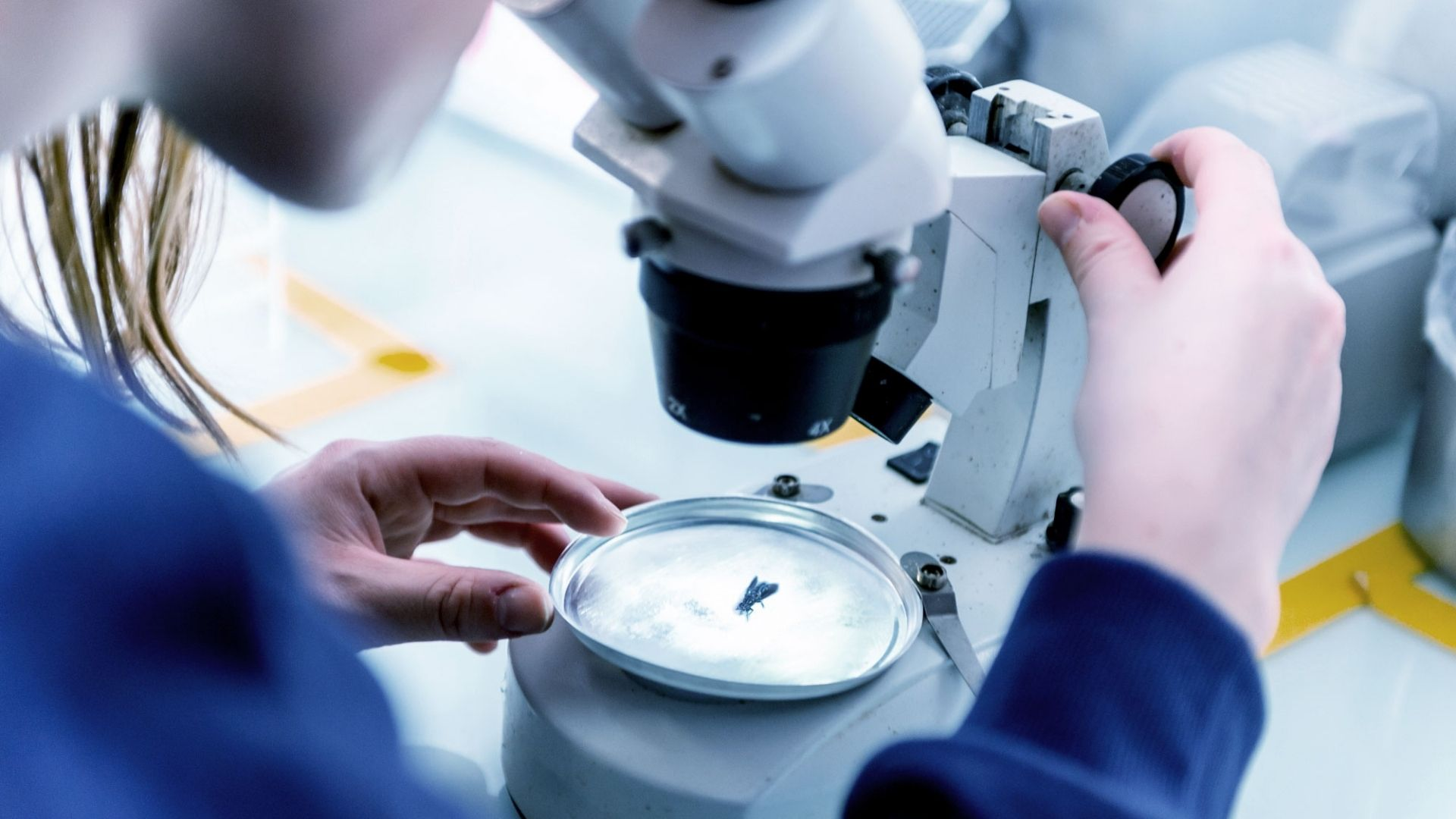 Innovafeed secures €51M for sustainable insect-based ingredients
