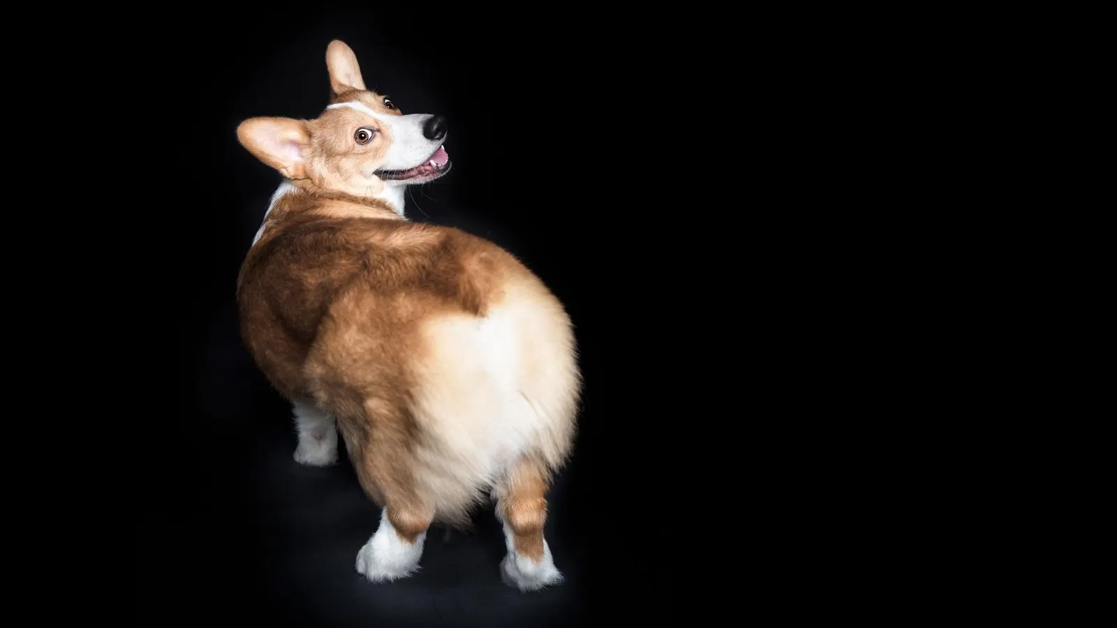 Corgi reportedly reaches $4B valuation