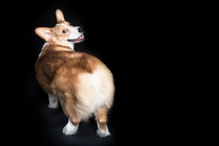 Corgi reportedly reaches $4B valuation
