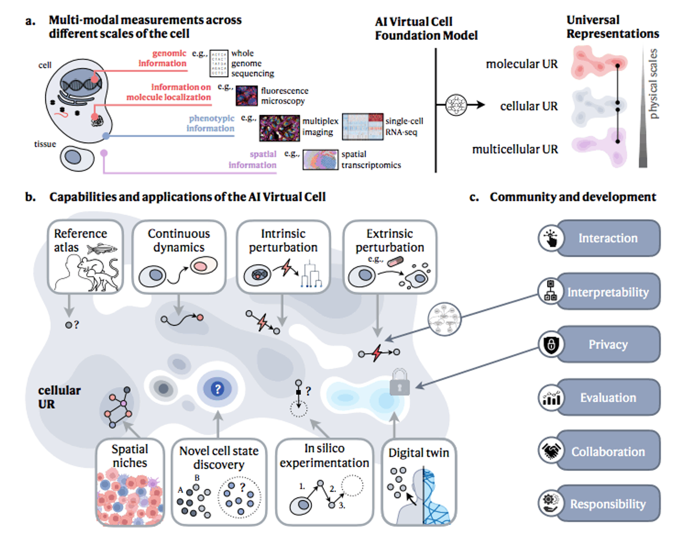 An AI Virtual Cell Model (AIVC) is a computational, AI-driven digital simulation that mimics the behavior and inner workings of a biological cell. By training neural networks on massive biological datasets, these models attempt to predict how a cell will respond to changes, diseases, or medical treatments without needing physical lab experiments.