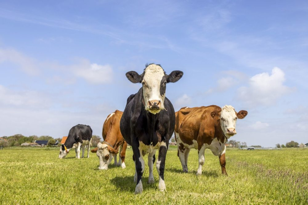 ArkeaBio Raises $15M for Methane Vaccine
