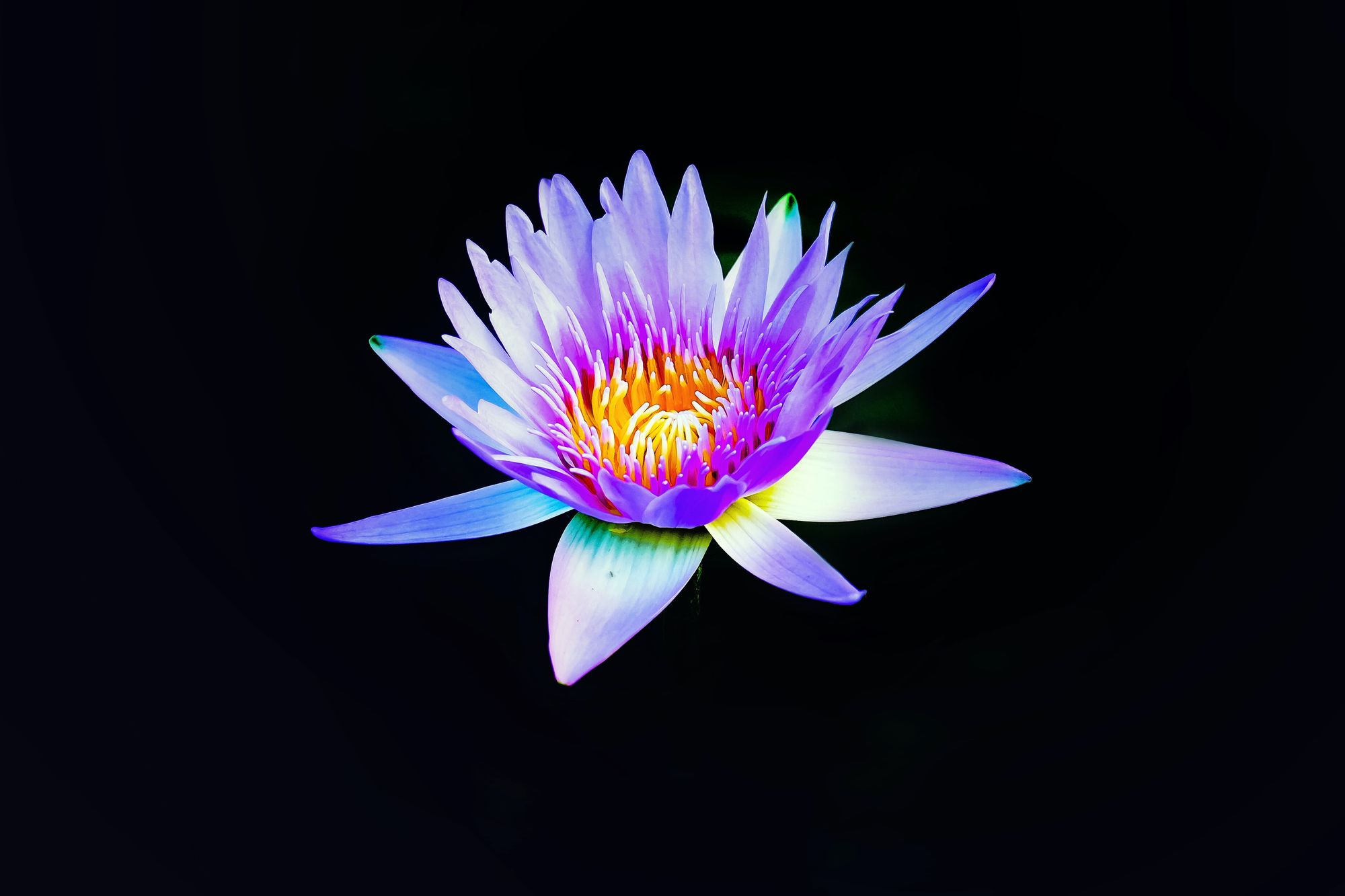 The lotus flower: a symbol of renewal and refreshing