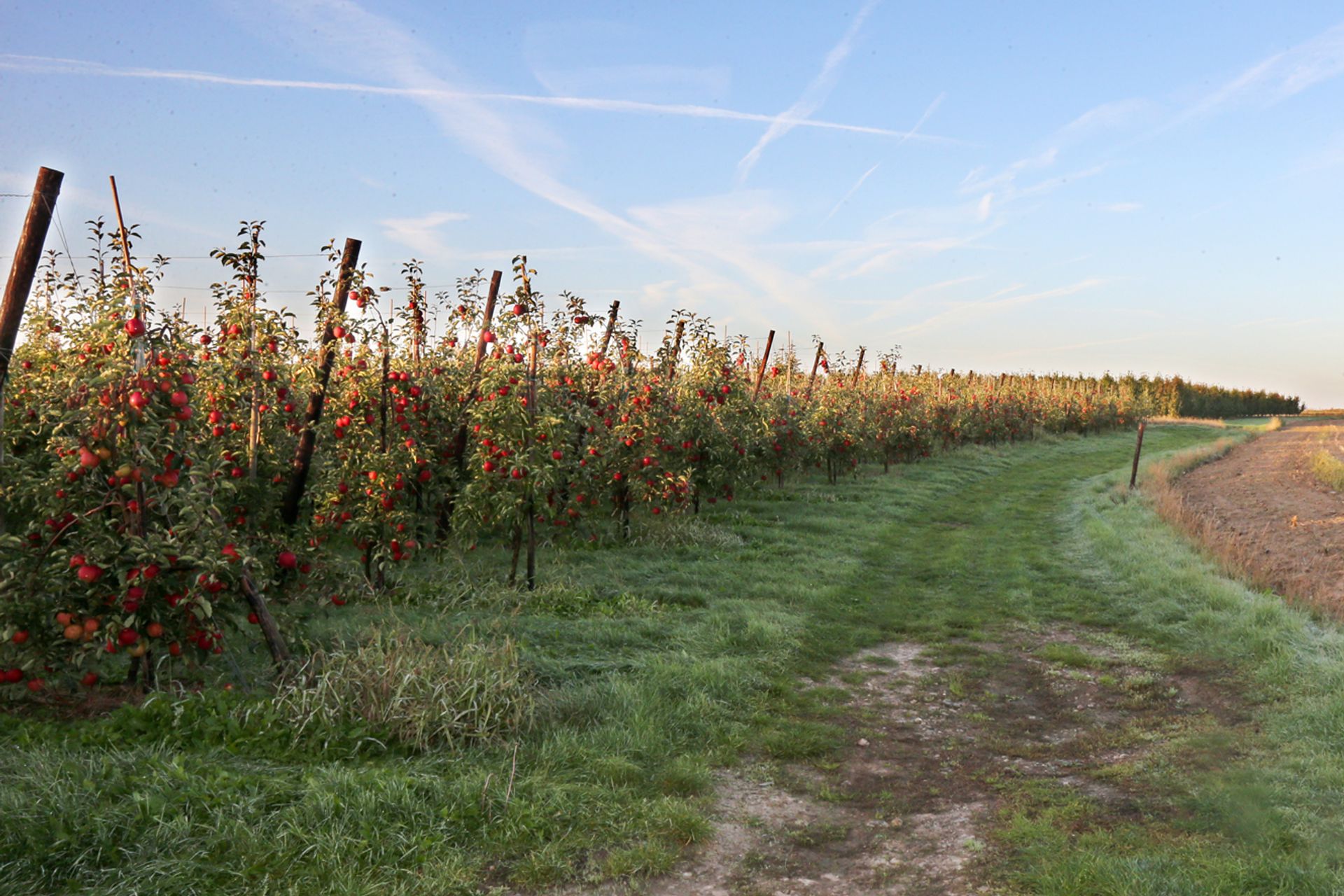 Fruitplantage Morren & Jorofru (NV)