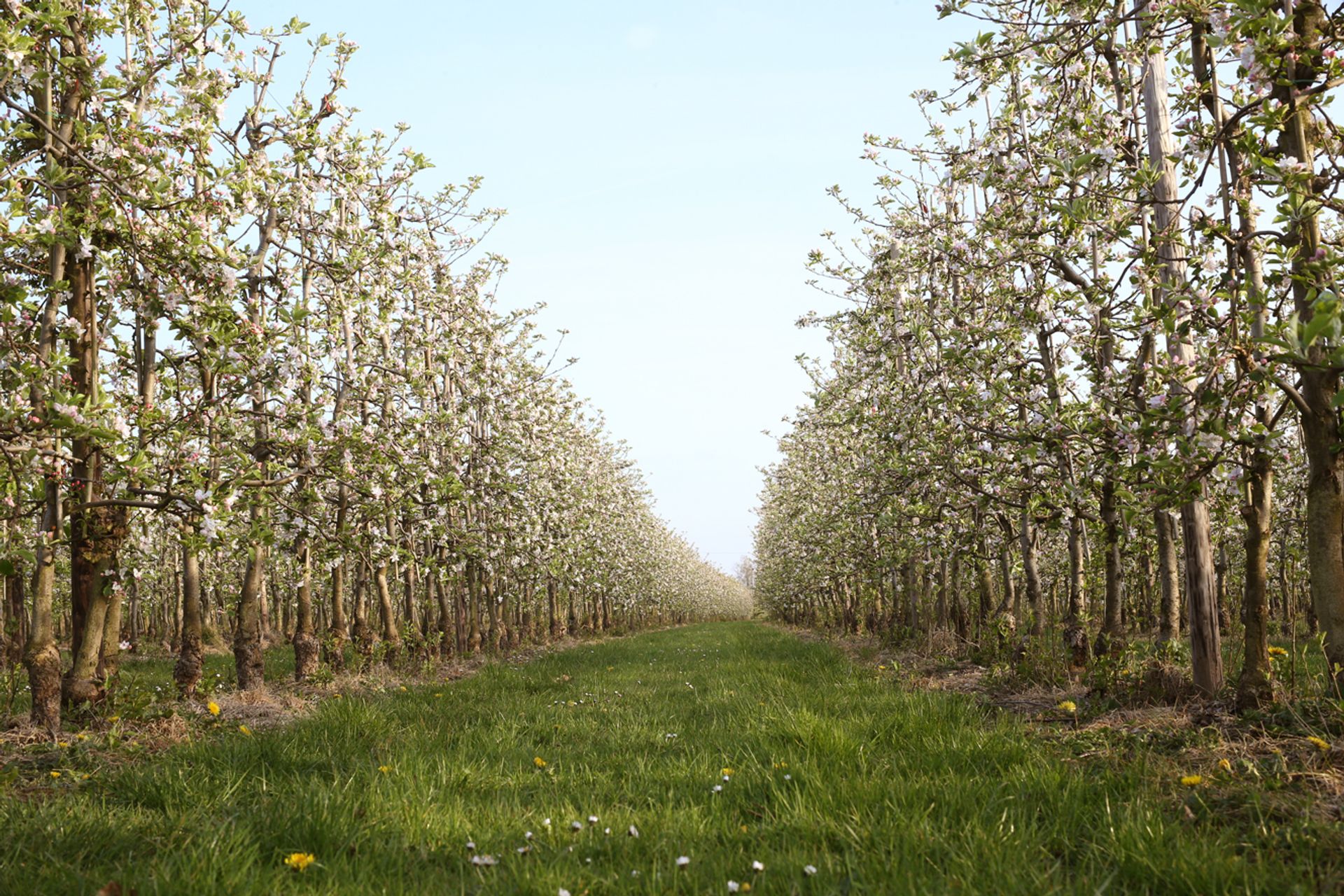 Volgroeide fruitbomen in de boomgaard