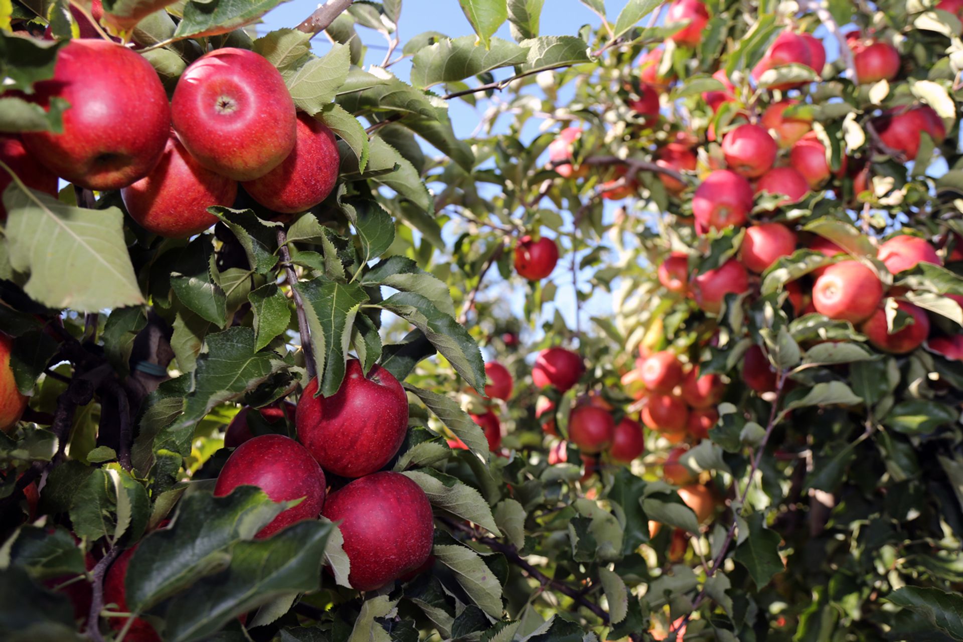 Appels aan de boom