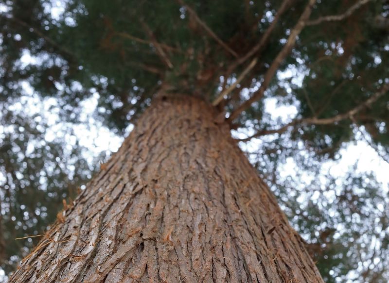 HINOKI