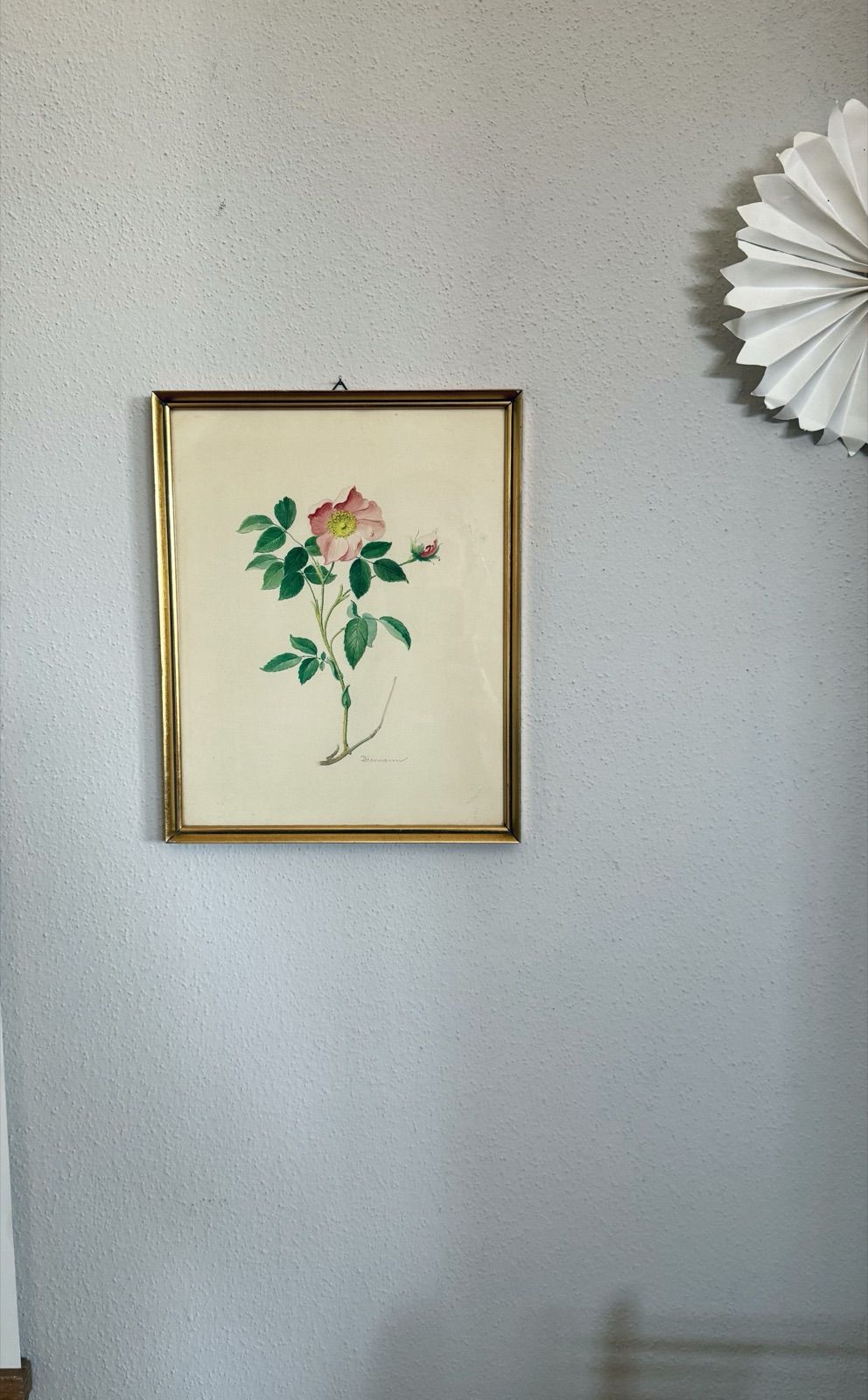 Bild Blume Rose