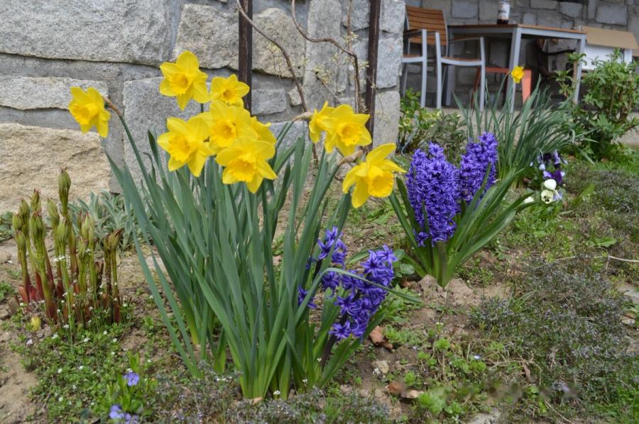 Narcisky a hyacinty