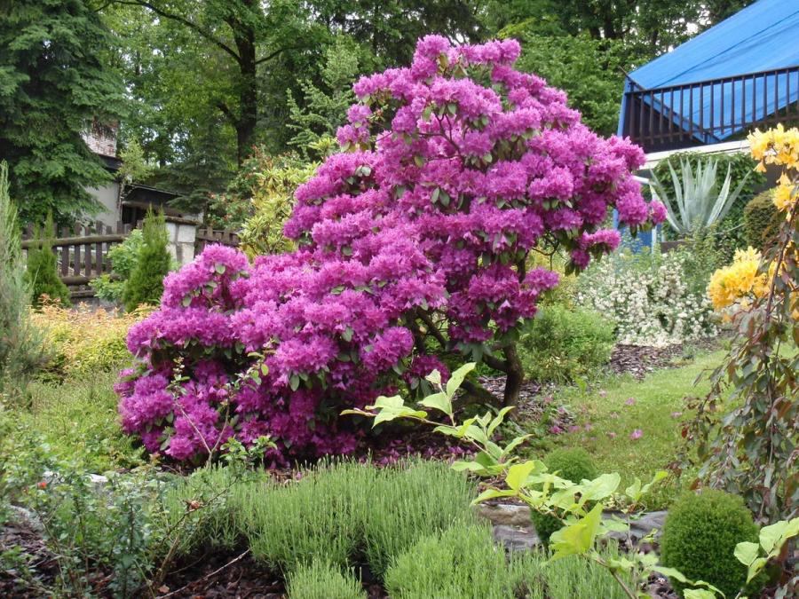 Rhododendron