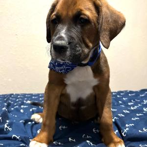 Pet profile photo
