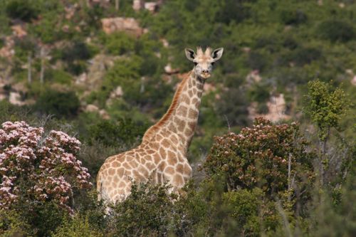 South Africa Encounter 9
