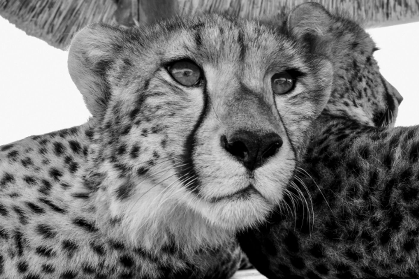 Cheetah Conservation Program 3