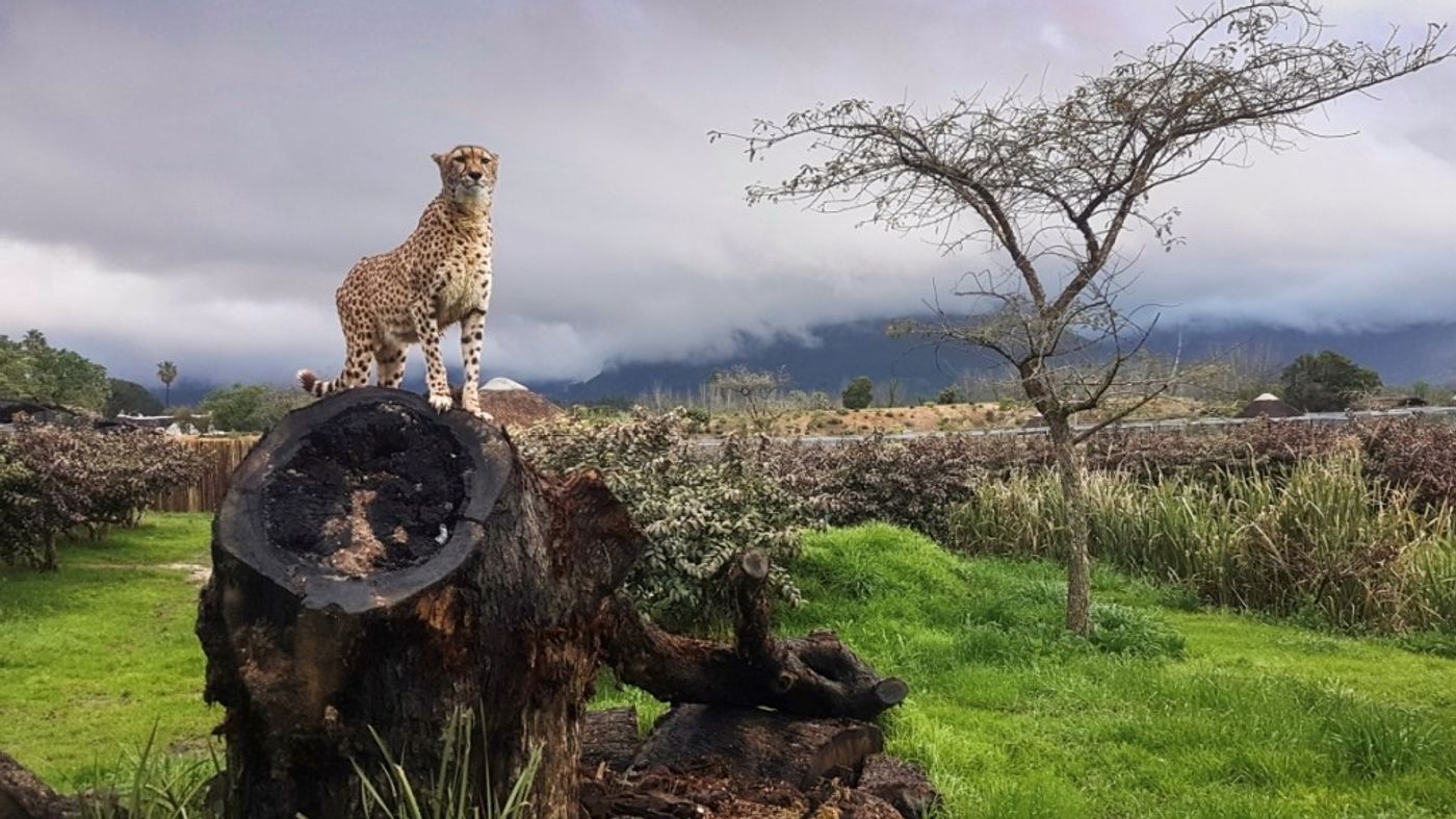 Cheetah Conservation Program