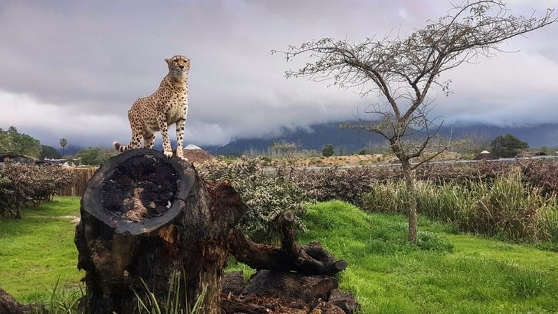 Cheetah Conservation Program