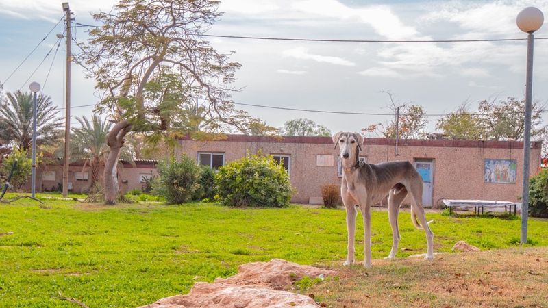 Support the Moshav