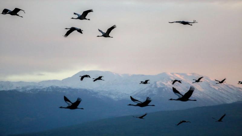 Bird Migration in Israel