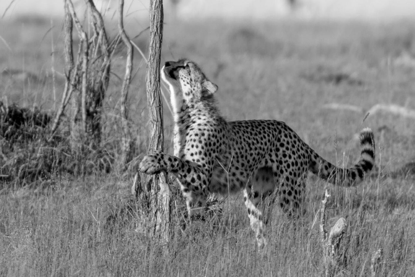 Cheetah Conservation Program 2