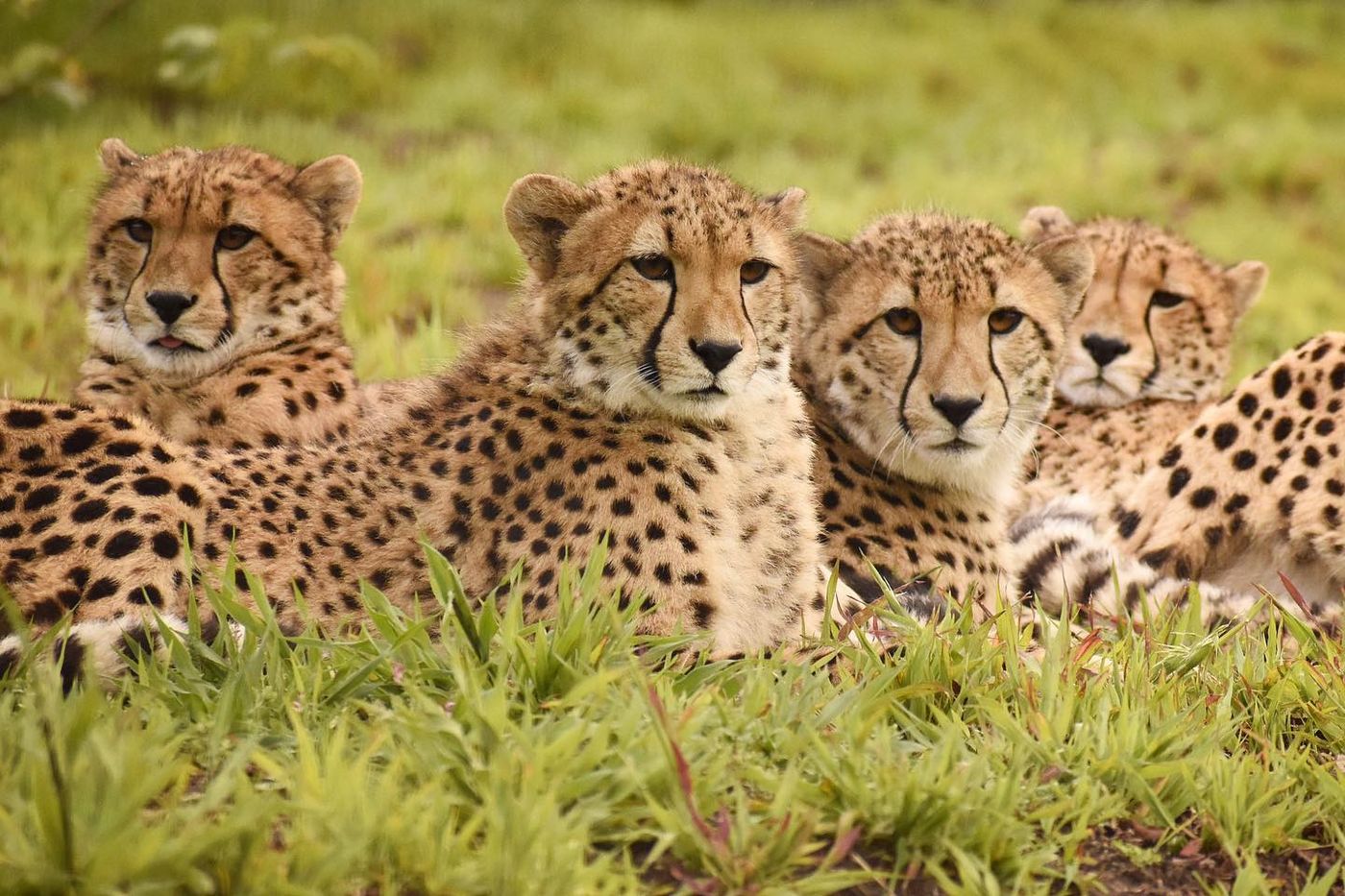 Save the Cheetahs: An Actxplorer Impact Travelogue Series