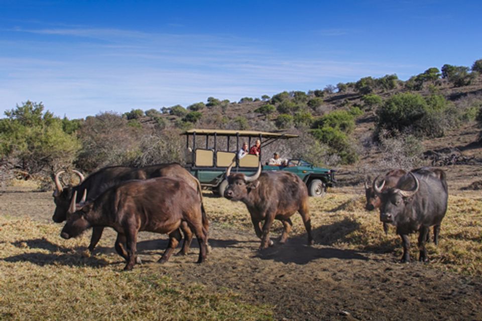 South Africa Encounter 7