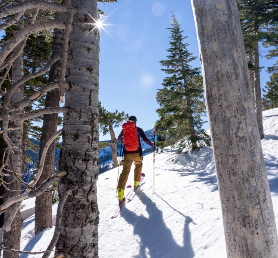 Skier with a red pack skinning uphill through tall pines in Ward Canyon