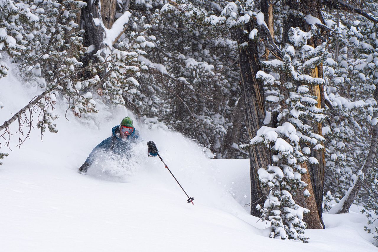 Skier in deep powder among snow-loaded trees