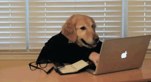 dog computer-ing