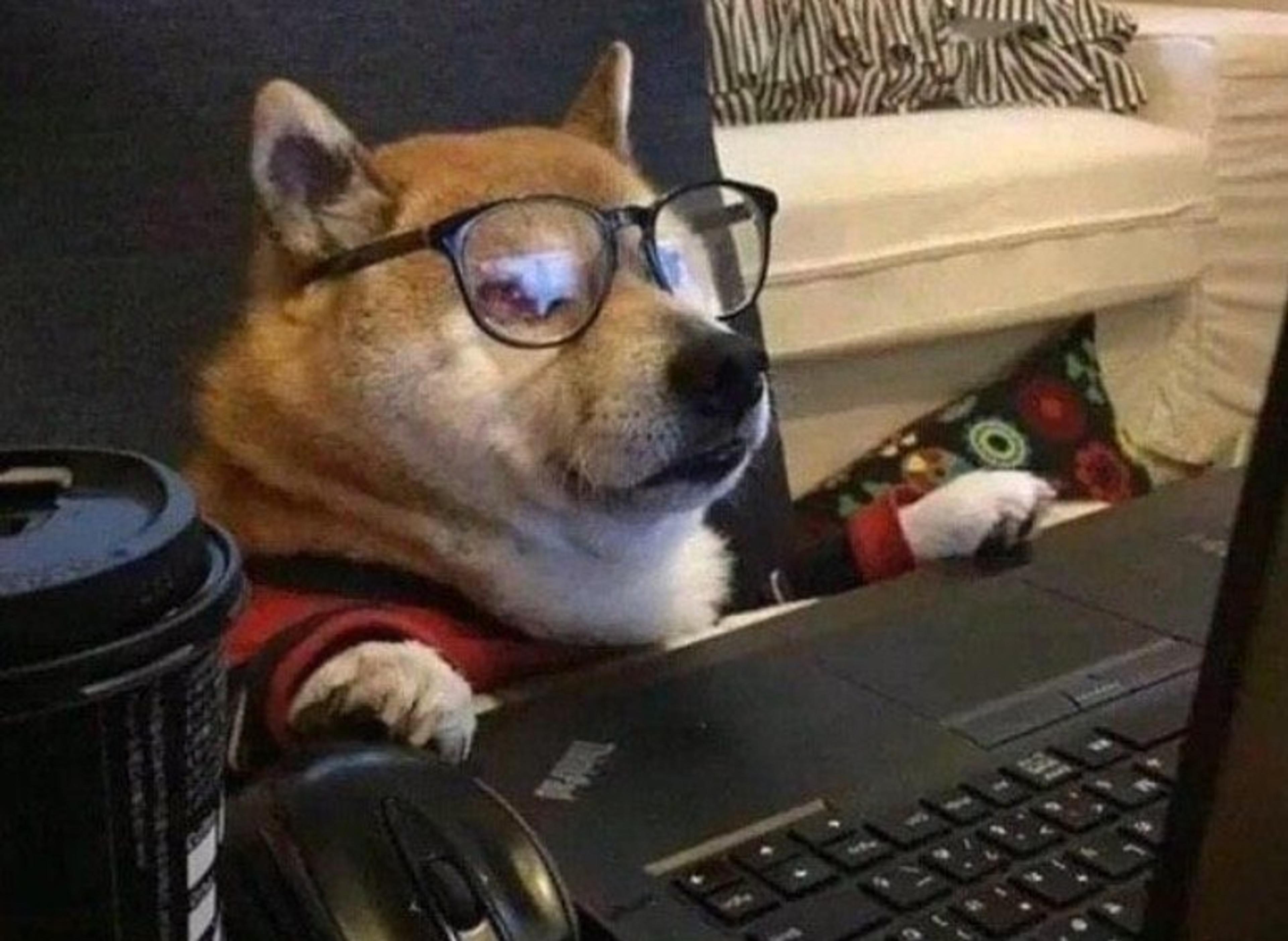 Dog wearing a sweater and glasses looking at a computer
