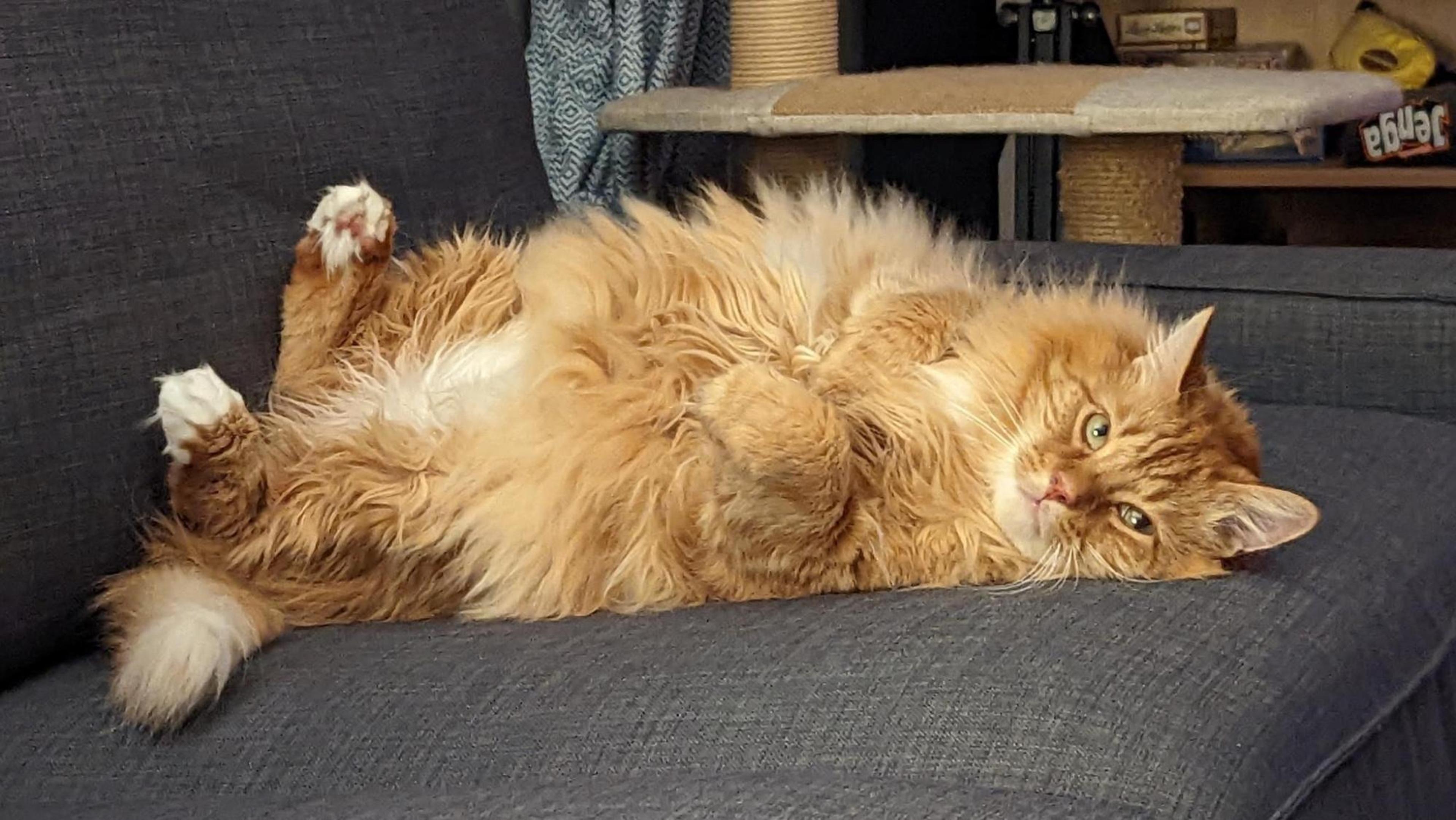 A big, fluffy cat lazily laying on its back on a couch cushion.