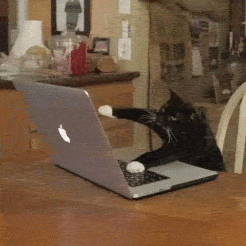 cats typing on computers