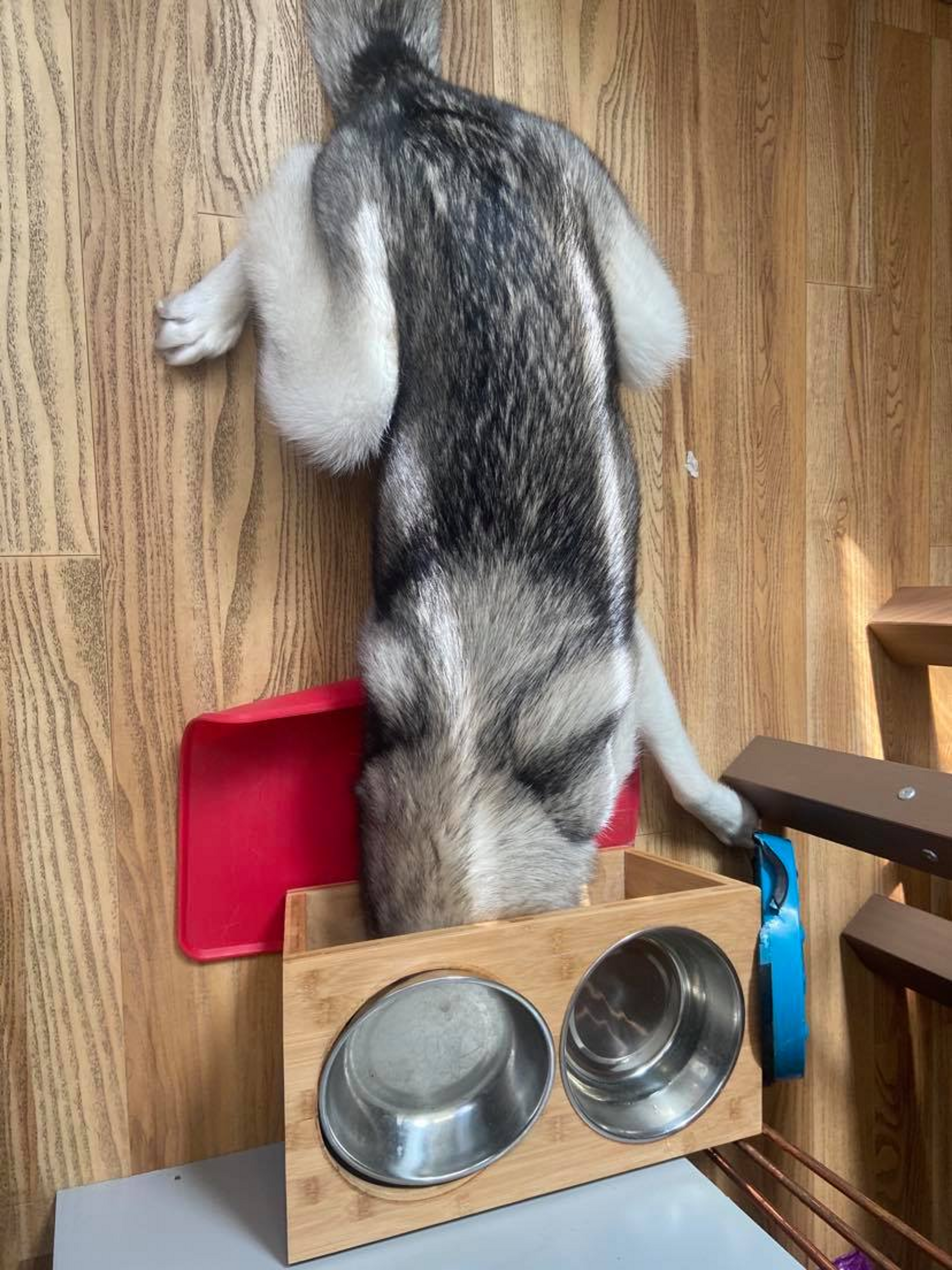 One of my dogs, with her head stuck under her food bowl. She is a gremlin.