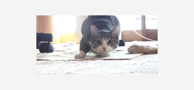 GIF of cat wiggling and then Shaq wiggling.