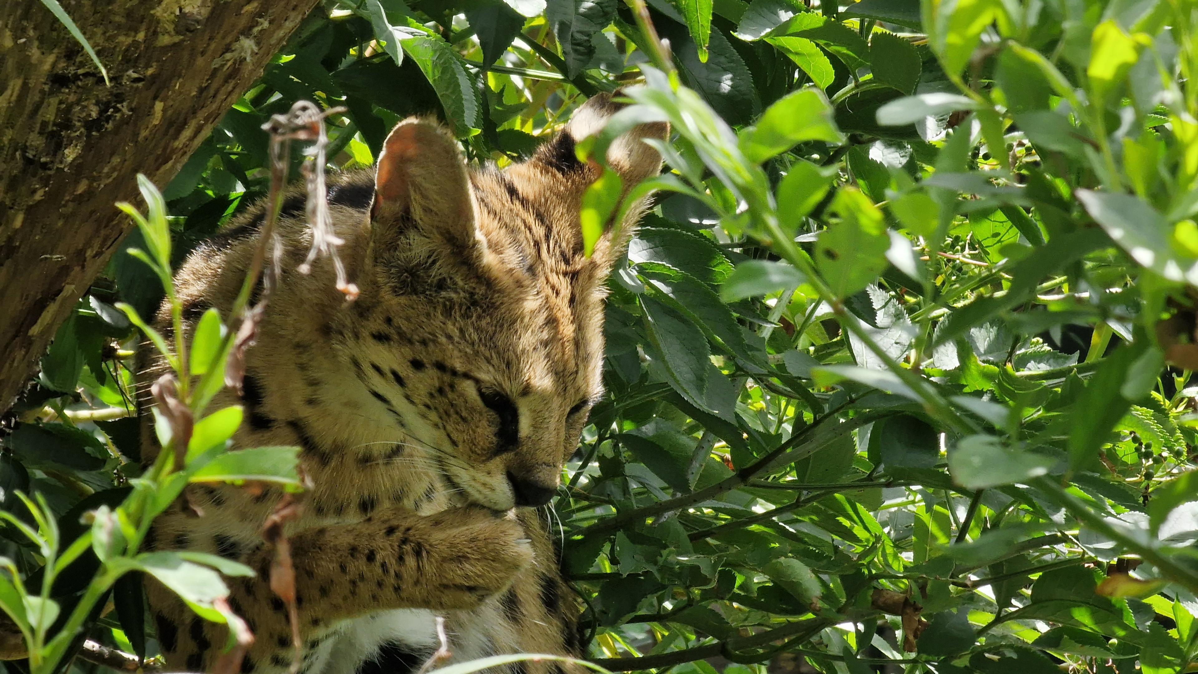 Wild cat